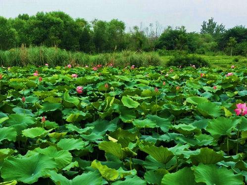 爆料假割韭菜视频播放大全,假割韭菜视频播放大全曝光  第3张