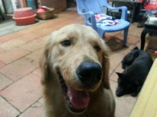 王狗狗家大姐爆料视频,揭秘家庭生活幕后真相  第3张